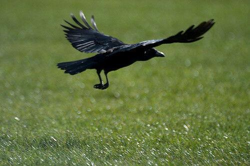 A1 Decoy Crow/Rook Hunting Manual Call