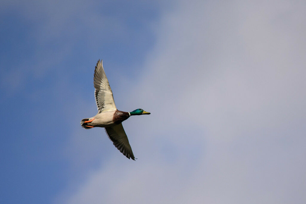 A1 Decoy Manual Mallard Duck Caller – Drake Hunt Whistle