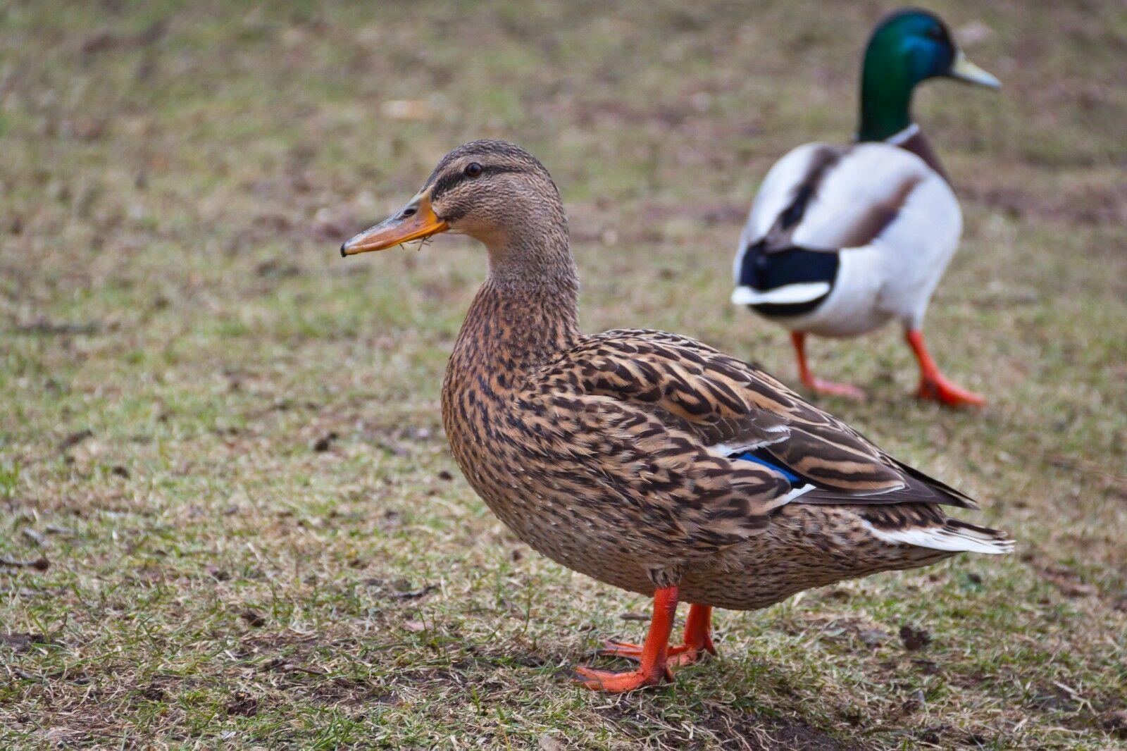 A1 Decoy Manual Mallard Duck Caller – Drake Hunt Whistle