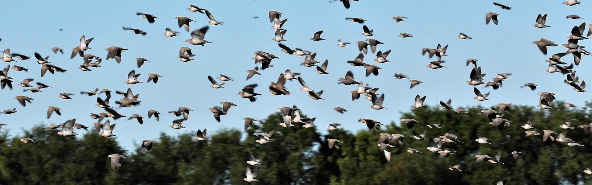 Dove shooting trip in Argentina with A1 Decoy Ltd, showcasing hunting grounds and shooting gear for bird hunting adventures.