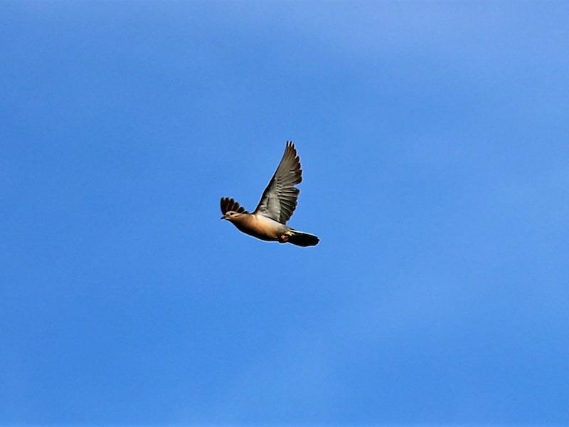 Dove shooting trip in Argentina with A1 DecoY Ltd, showing hunters in outdoor field with shooting gear and dove targets.