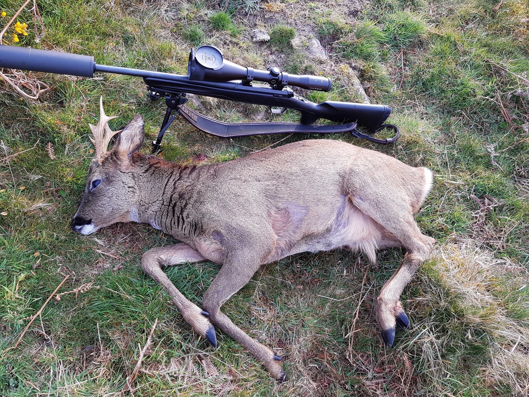 A1 Decoy Deer Stalking Syndicate with wild boar area in Forest of Dean, showing realistic decoys for hunting or wildlife observation.