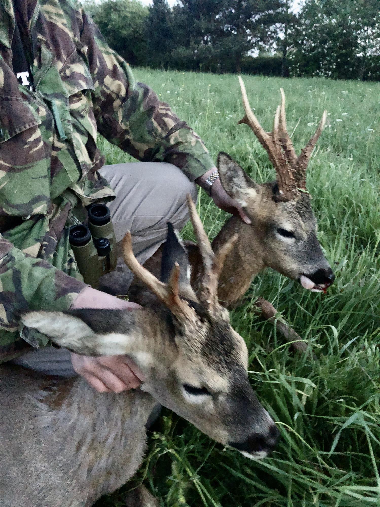 A1 Decoy Deer Stalking Syndicate with wild boar area in Forest of Dean, realistic hunting decoy set for outdoor wildlife simulation.