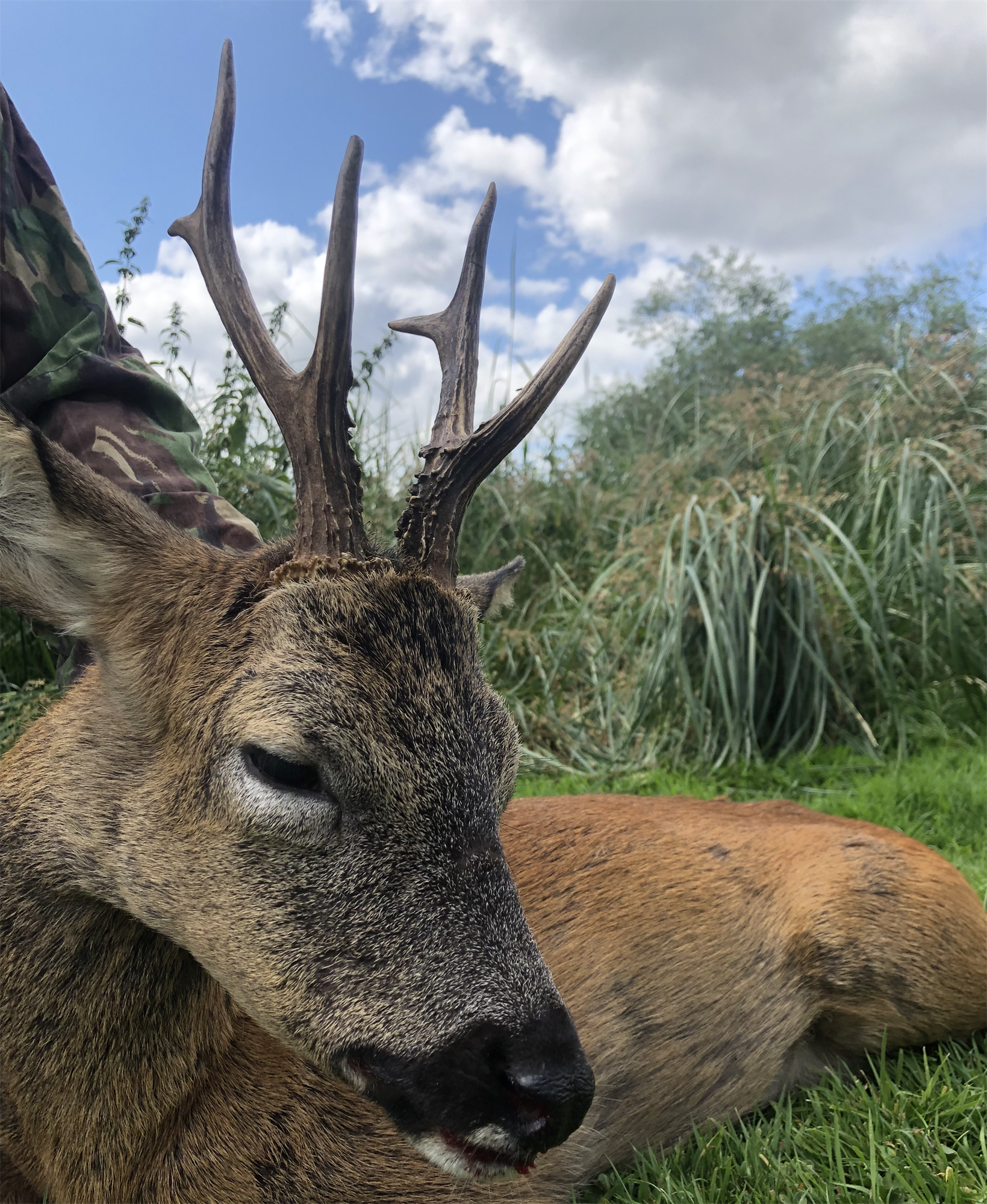 A1 Decoy Deer Stalking Syndicate with wild boar area in the Forest of Dean, featuring realistic decoys and hunting setup.