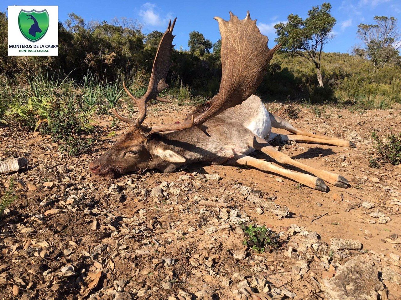 Spanish Monteria 16th-17th November 2023