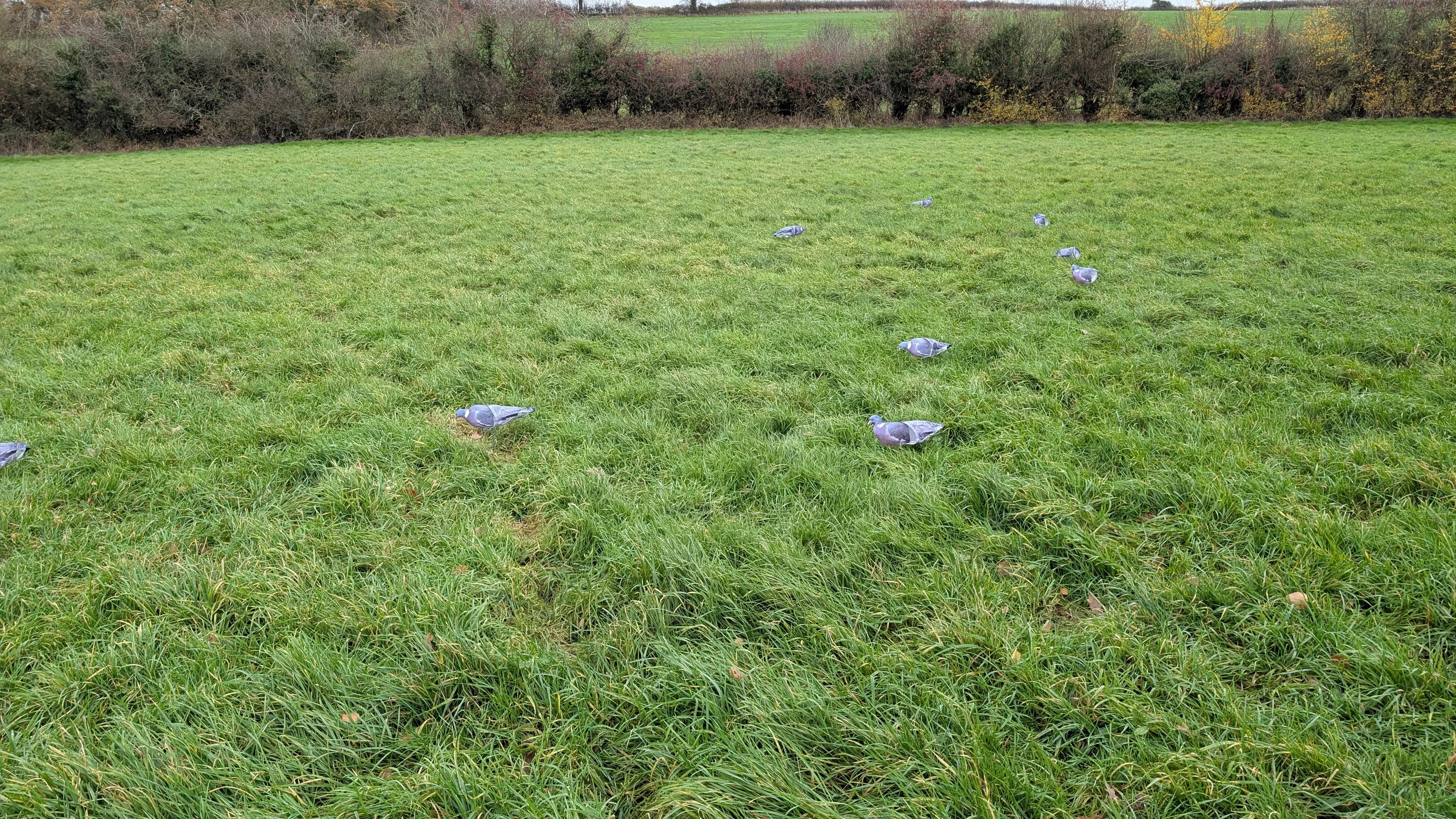 Pro Sock Pigeon Decoy Kit