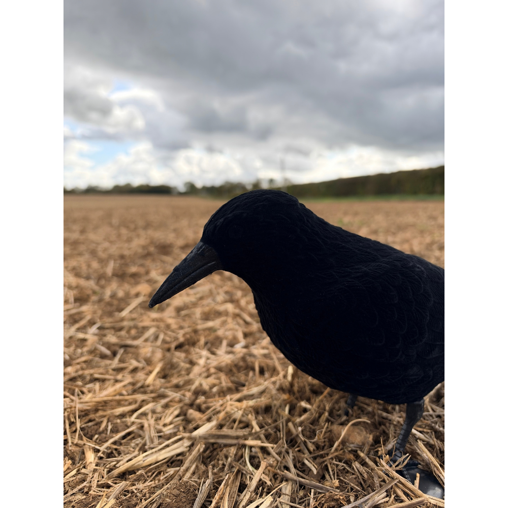 Windy whole body flocked crow decoys for hunting or bird watching, featuring realistic black crow design and feathered texture.