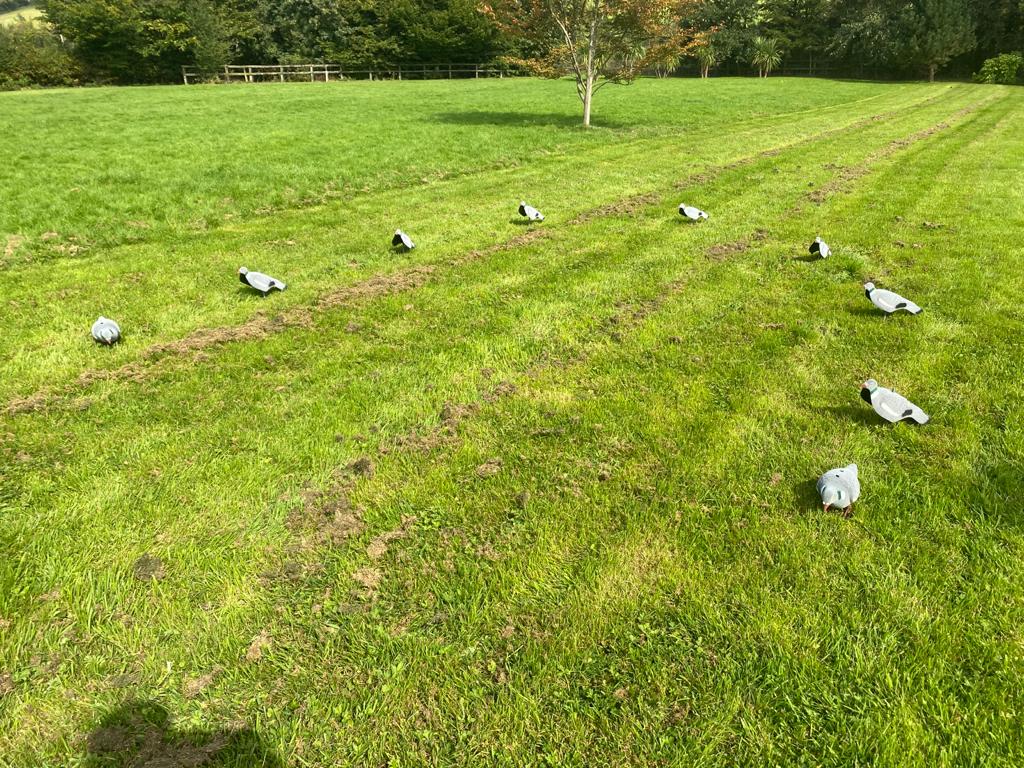 A1 DECOY PIGEON PACK