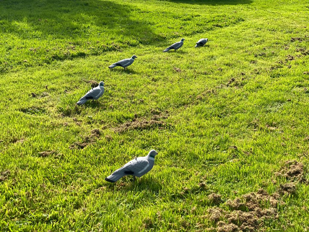 A1 DECOY PIGEON PACK
