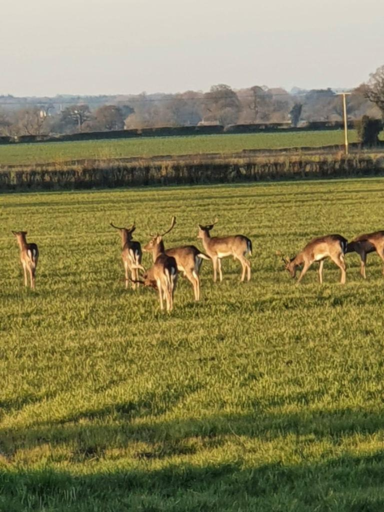 A1 Decoy Deer Stalking Syndicate with a wild boar area in the Forest of Dean, featuring realistic hunting decoys and natural woodland scenery.