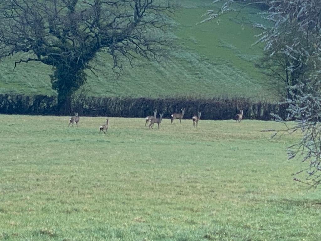 A1 Decoy Deer Stalking Syndicate with wild boar area in Forest of Dean, featuring realistic decoys for hunting and wildlife observation.