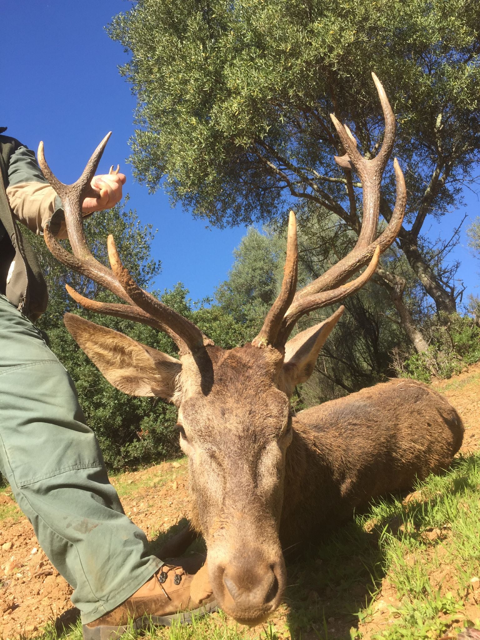 Spanish Monteria January 2021