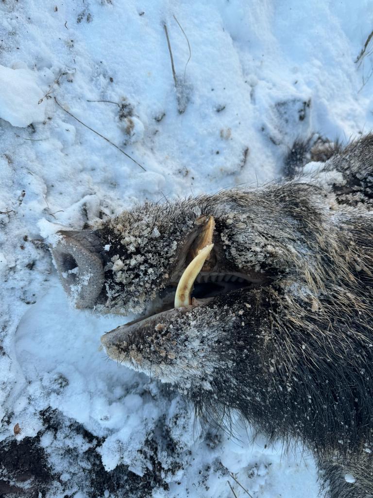 DRIVEN WILD BOAR HUNTING IN TURKEY TURKIYE 8th/9th-15th February 2026
