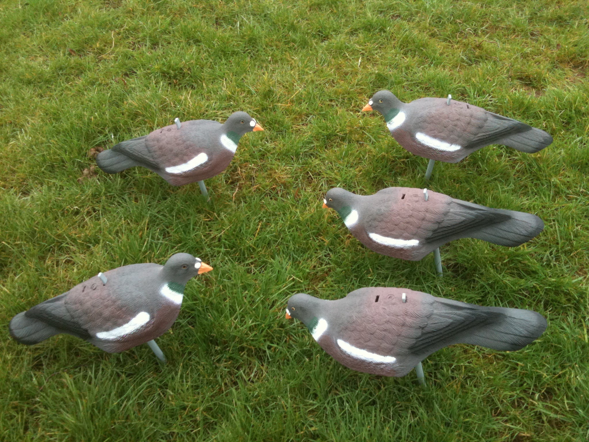 Economy Plastic Pigeon Shell Decoy