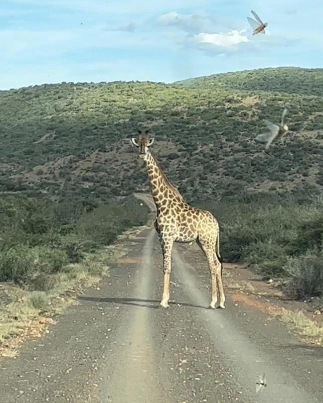 Africa Cull Hunt South Africa Port Elizabeth