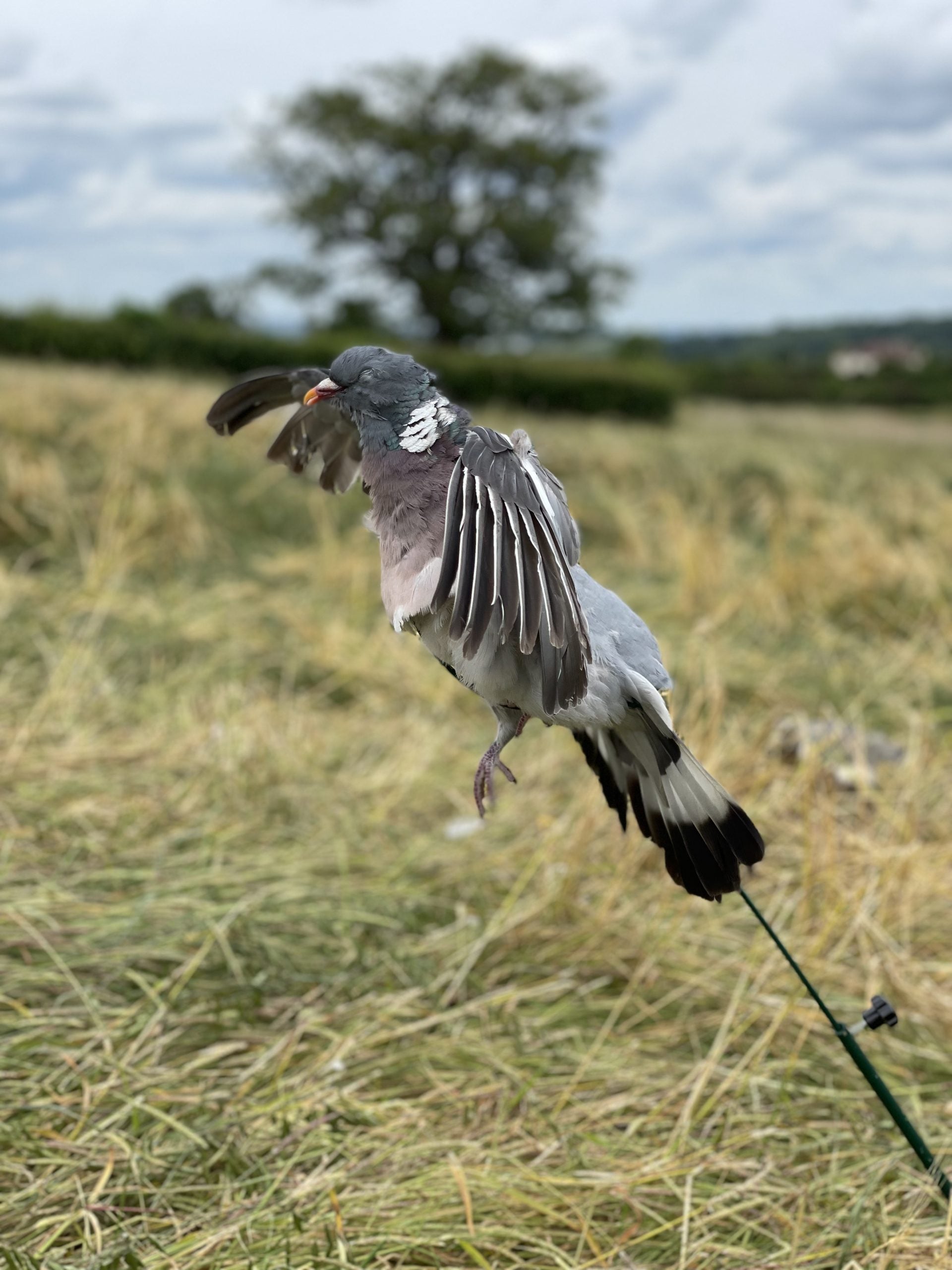 Floater Lander Glider Decoy Pole