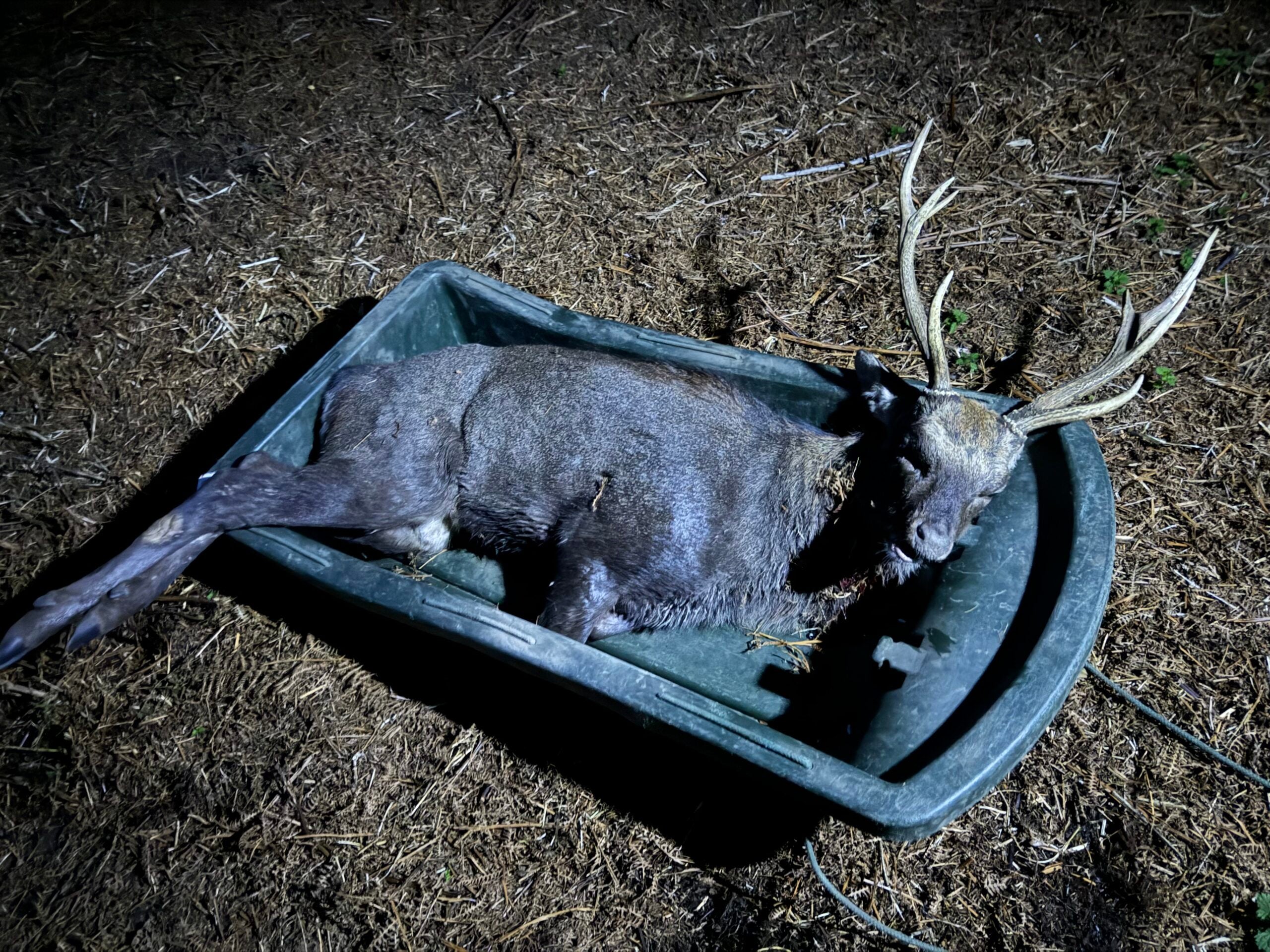 Red stag deer drag sled used for hunting decoy carrier, designed by A1 Decoy Ltd, ideal for big game stalking and hunting scenarios.