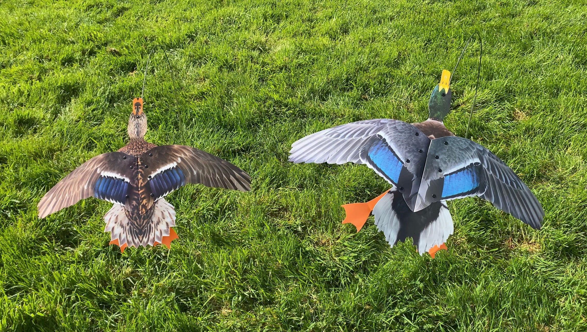 Flying mallard decoy pair featuring drake and duck with motion and ground spike for hunting or decoy setup.