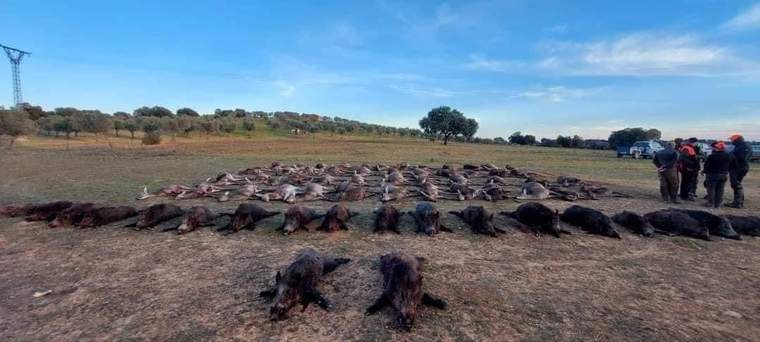 SPANISH MONTERIA FEBRUARY 2026