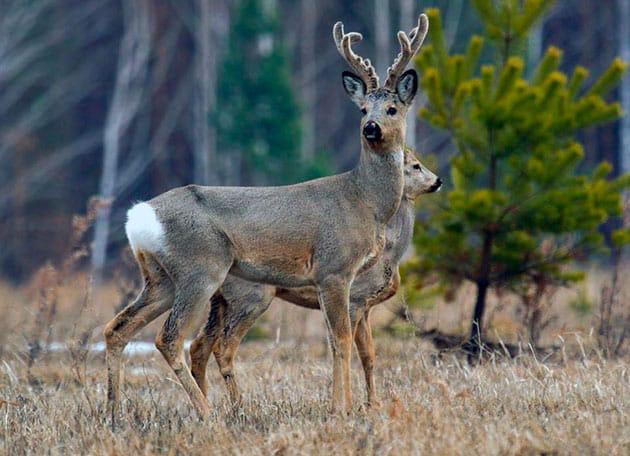 Siberian Roe Deer Trip to Russia New and Improved Prices!