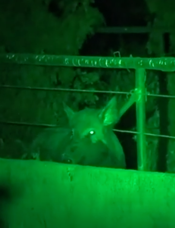 LED GREEN HANDHELD AND SCOPE MOUNTED LAMP