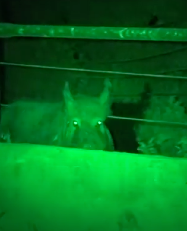 LED GREEN HANDHELD AND SCOPE MOUNTED LAMP