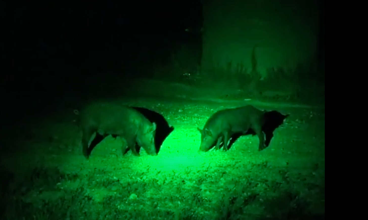 LED GREEN HANDHELD AND SCOPE MOUNTED LAMP