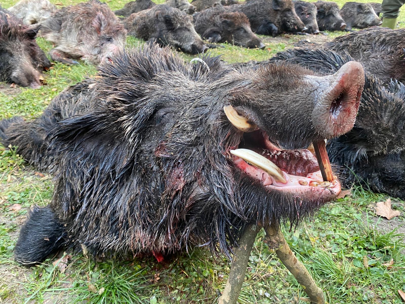 HUNGARY HUNTING TRIP WILD BOAR Szakj 19th January 2026 One Day Hunt