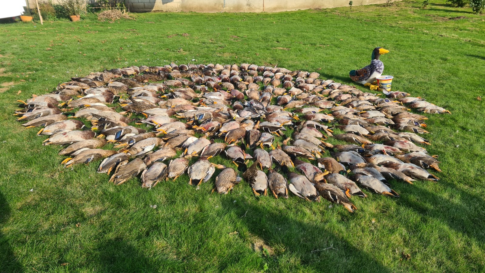 250 Duck Day with Full Hospitality September 27th 2025 Yorkshire East Bransburton