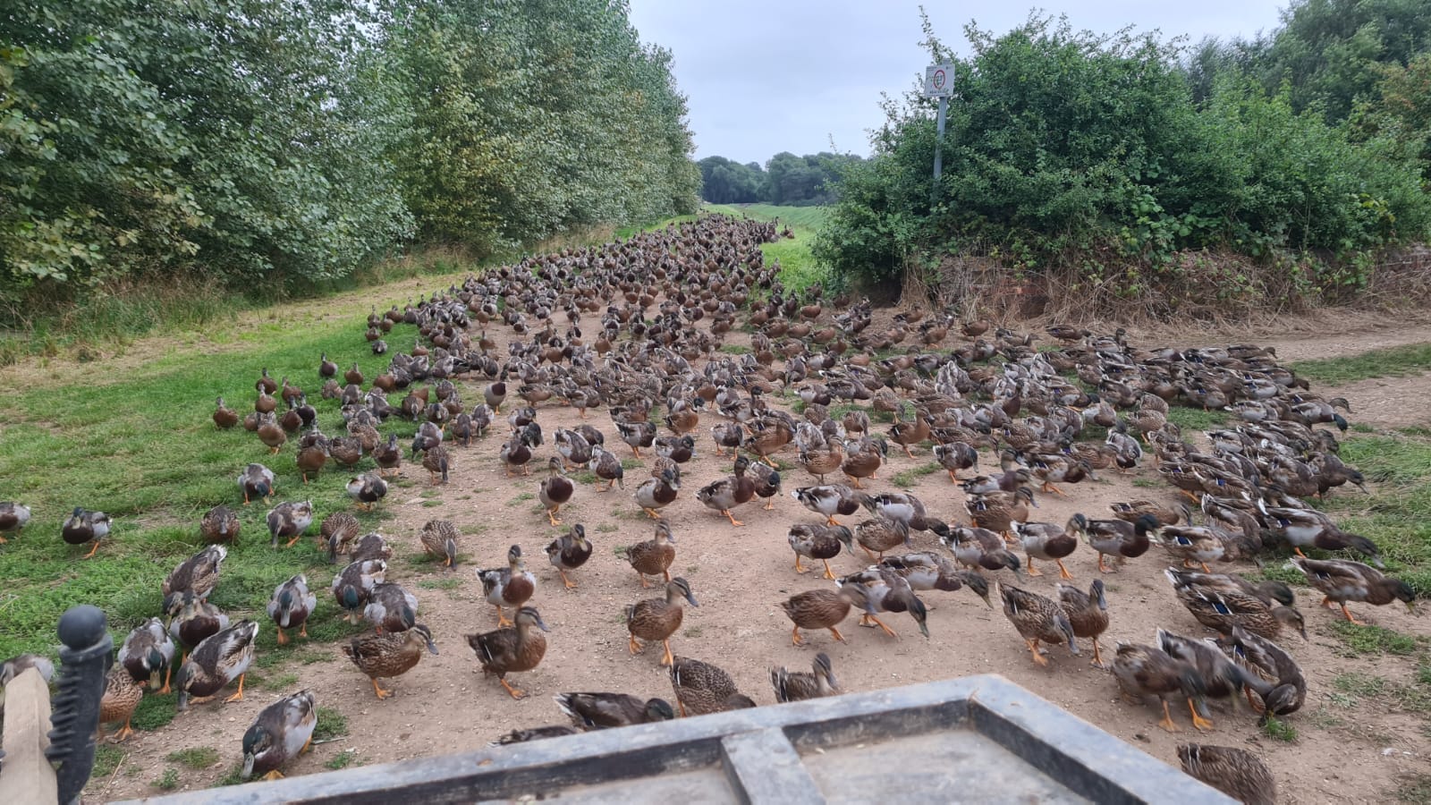 250 Duck Day with Full Hospitality September 27th 2025 Yorkshire East Bransburton