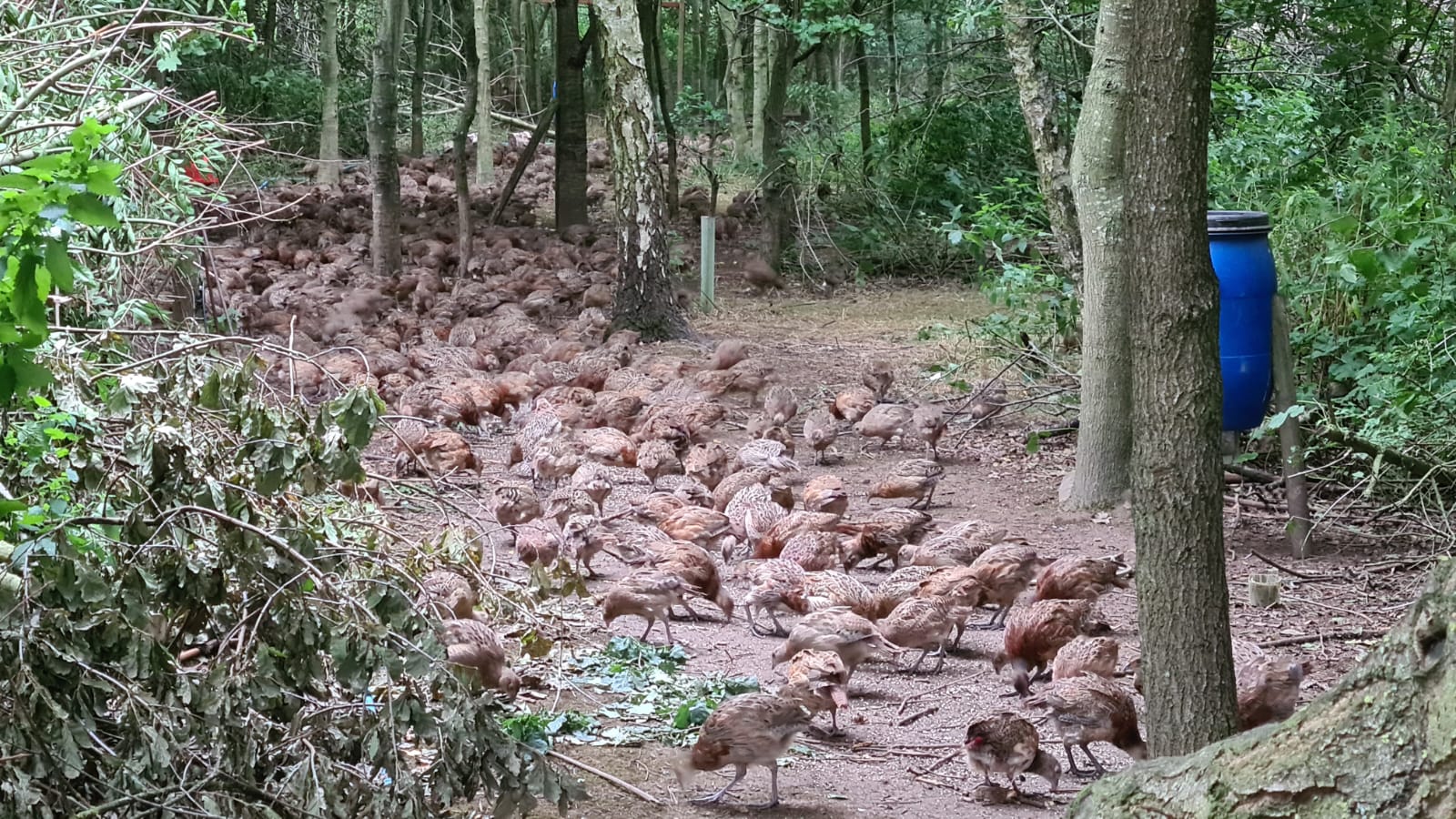250 Duck Day with Full Hospitality September 27th 2025 Yorkshire East Bransburton