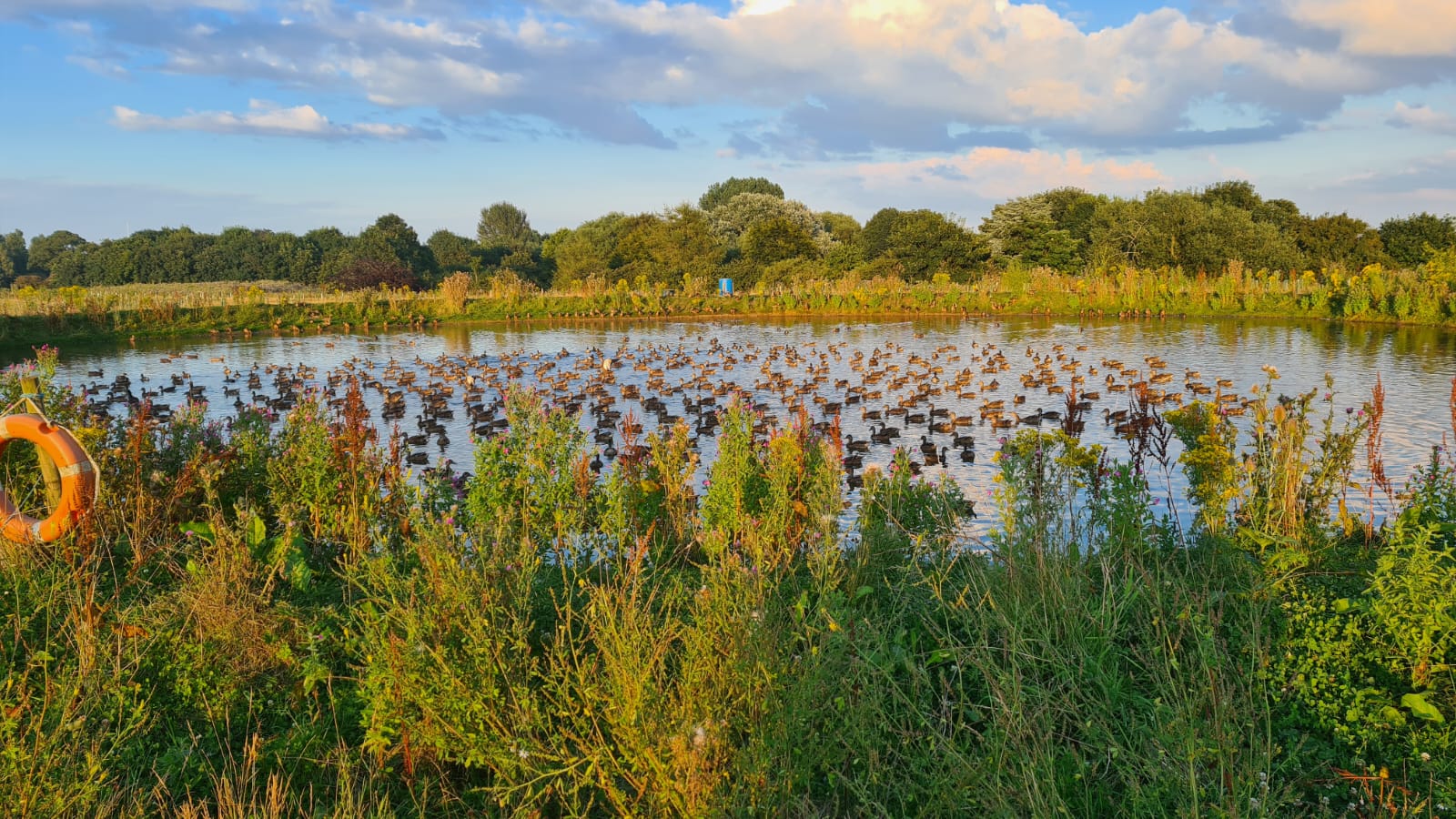 250 Duck Day with Full Hospitality September 27th 2025 Yorkshire East Bransburton
