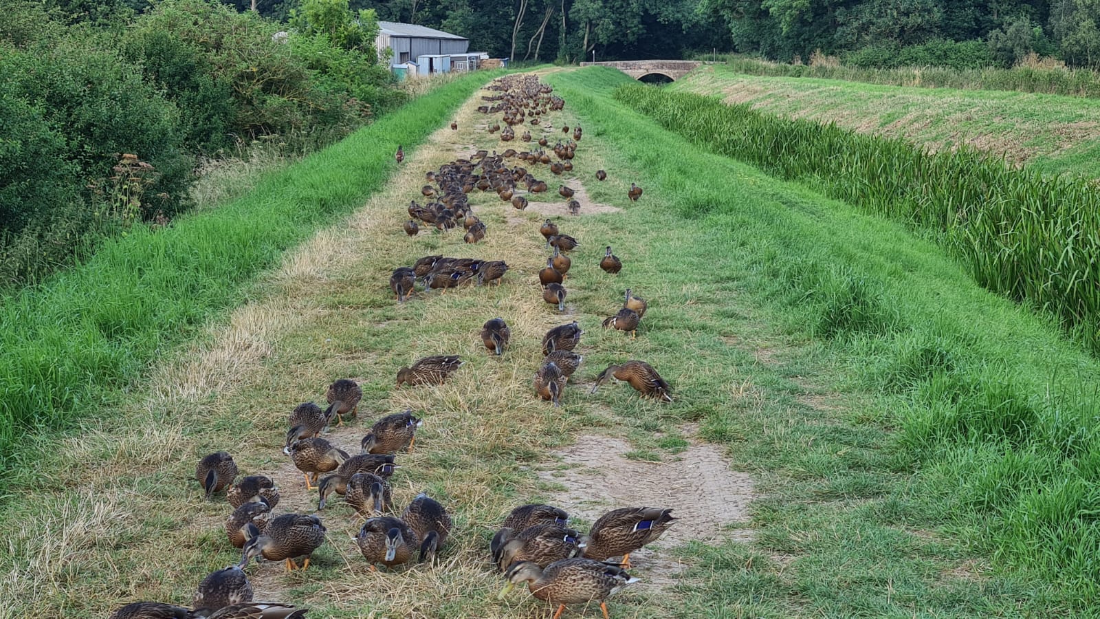 250 Duck Day with Full Hospitality September 27th 2025 Yorkshire East Bransburton