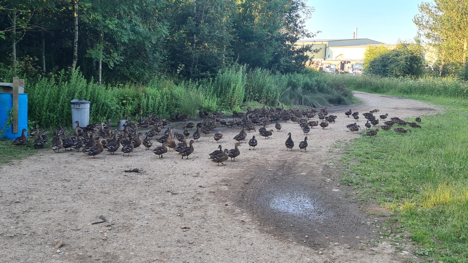 250 Duck Day with Full Hospitality September 27th 2025 Yorkshire East Bransburton