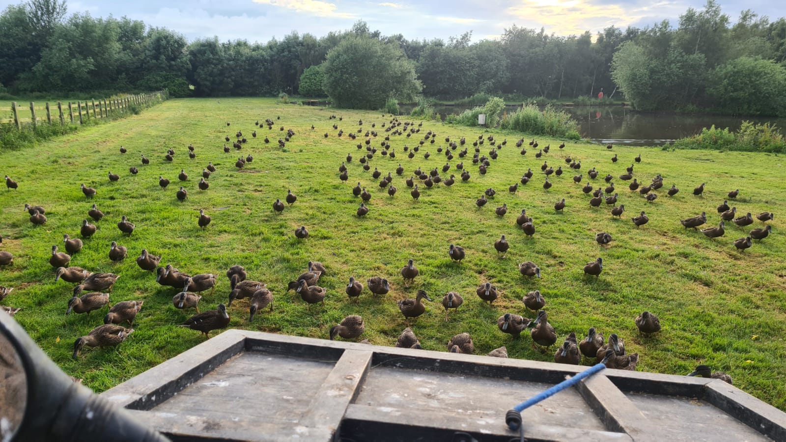 250 Duck Day with Full Hospitality September 27th 2025 Yorkshire East Bransburton