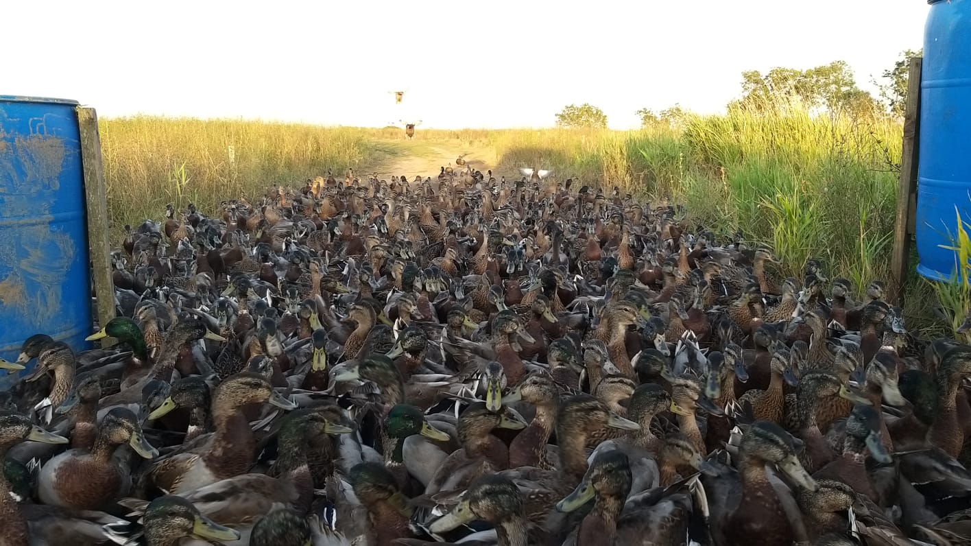 250 Duck Day with Full Hospitality September 27th 2025 Yorkshire East Bransburton