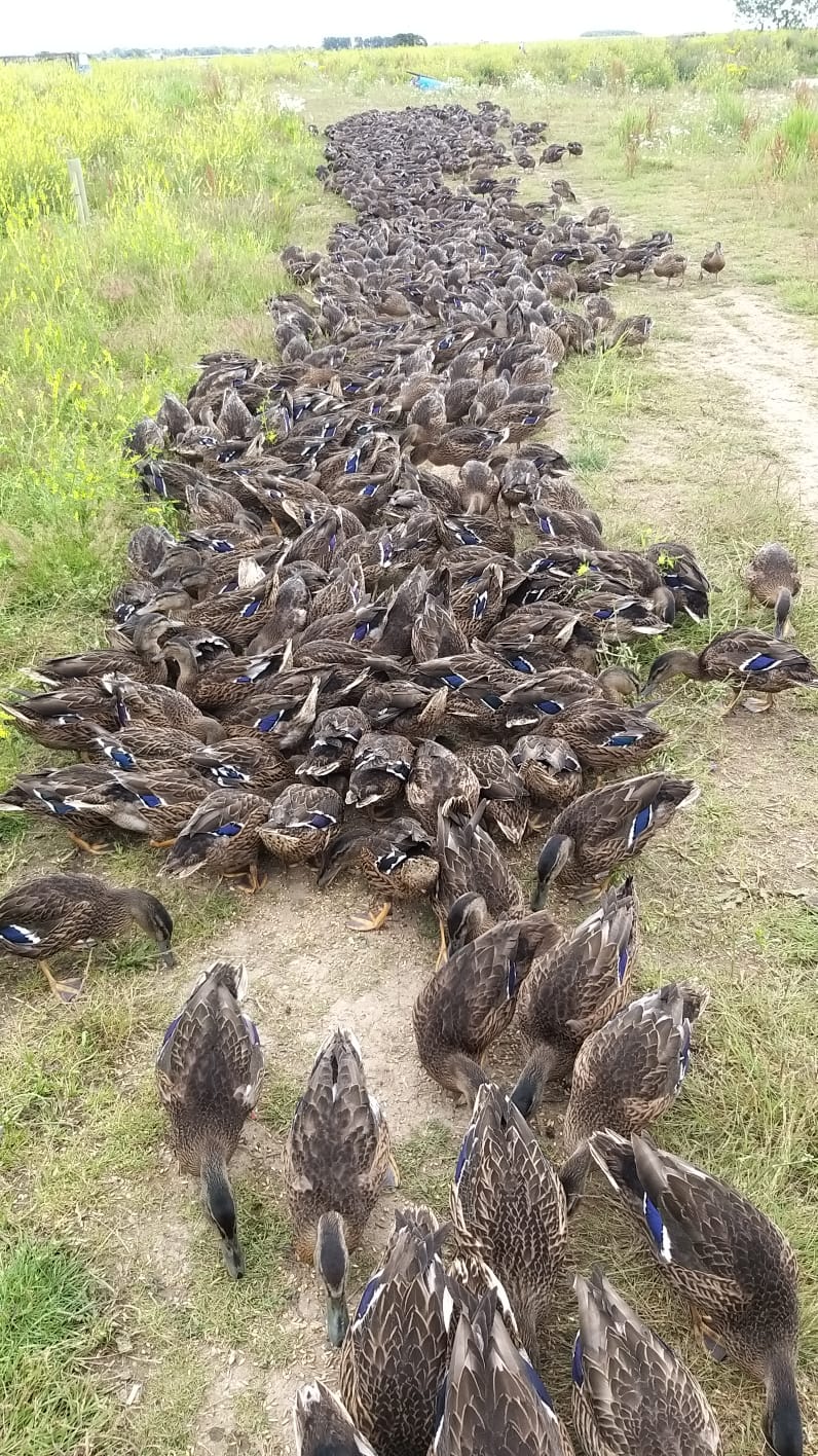 250 Duck Day with Full Hospitality September 27th 2025 Yorkshire East Bransburton