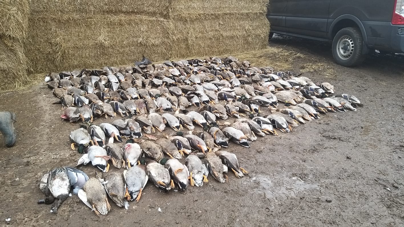 250 Duck Day with Full Hospitality September 27th 2025 Yorkshire East Bransburton
