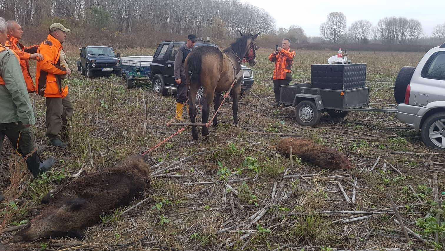 2 Day Hunting Trip Serbia Wild Boar, Jackal & Fox Hunt
