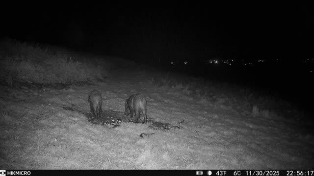 A1 Decoy Ltd wild boar hunting decoy in a forest setting during a shooting trip in the Forest of Dean or Cheshire.