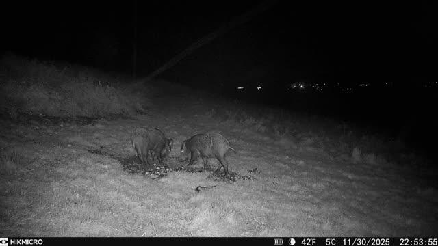 Wild boar decoy for shooting trip in Forest of Dean or Cheshire, by A1 Decoy Ltd, shown in outdoor woodland setting.