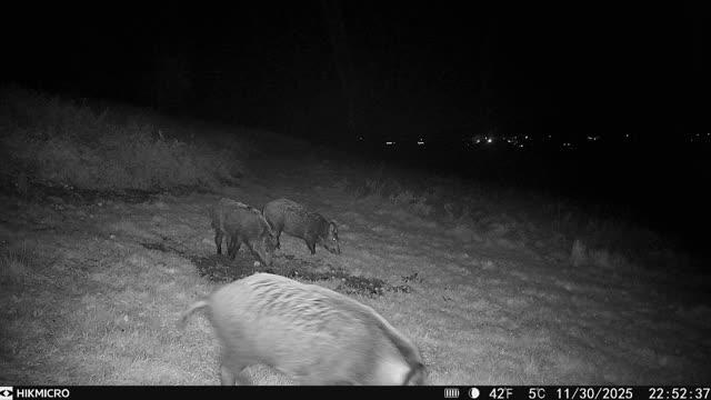 Wild boar decoy for shooting trip by A1 Decoy Ltd, set in the Forest of Dean or Cheshire, featuring realistic wild boar decoy figure.