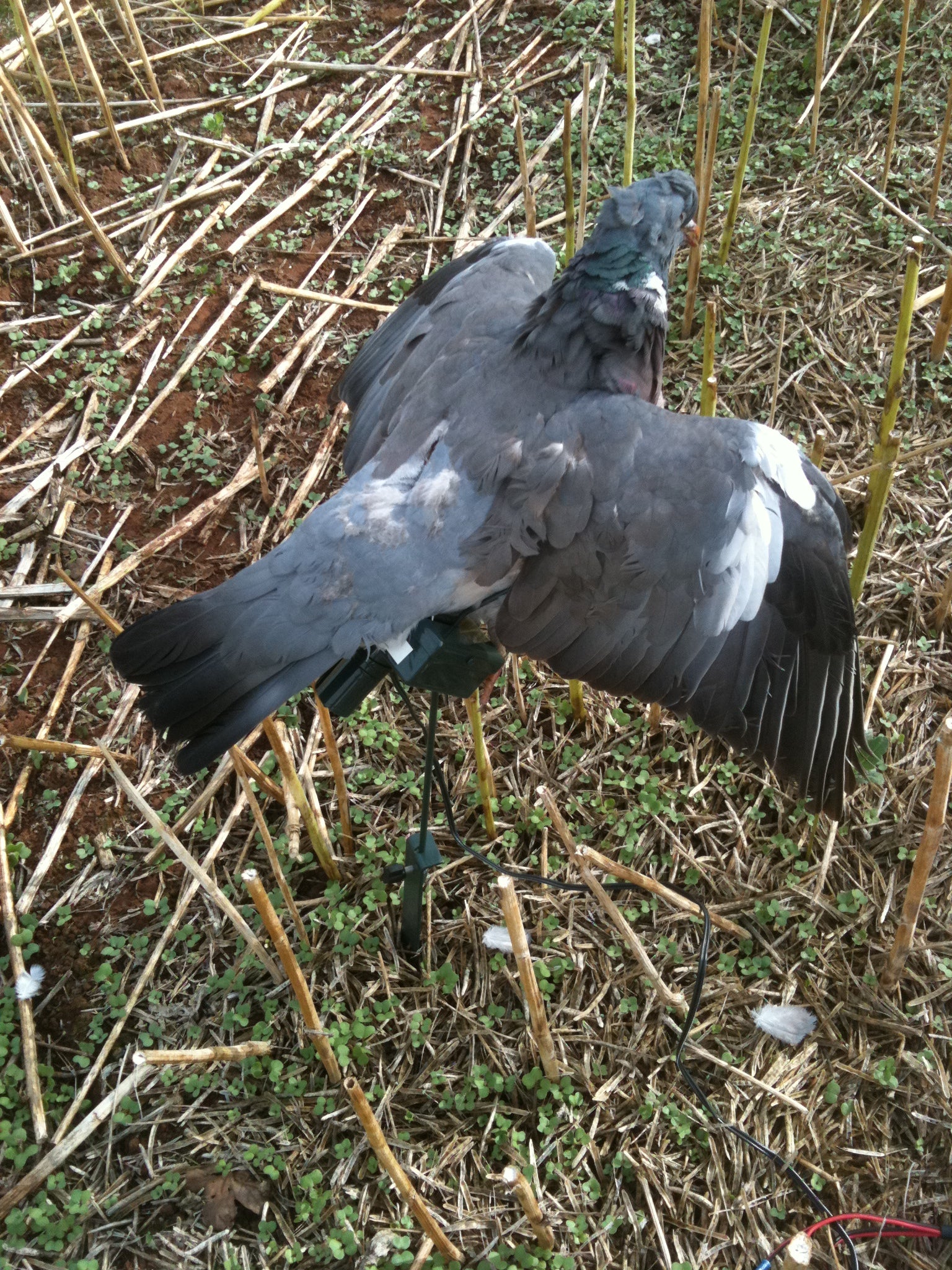 A FORD Turbo Pigeon Flapper Bundle with magnet, battery, timer, and remote for bird deterrence.