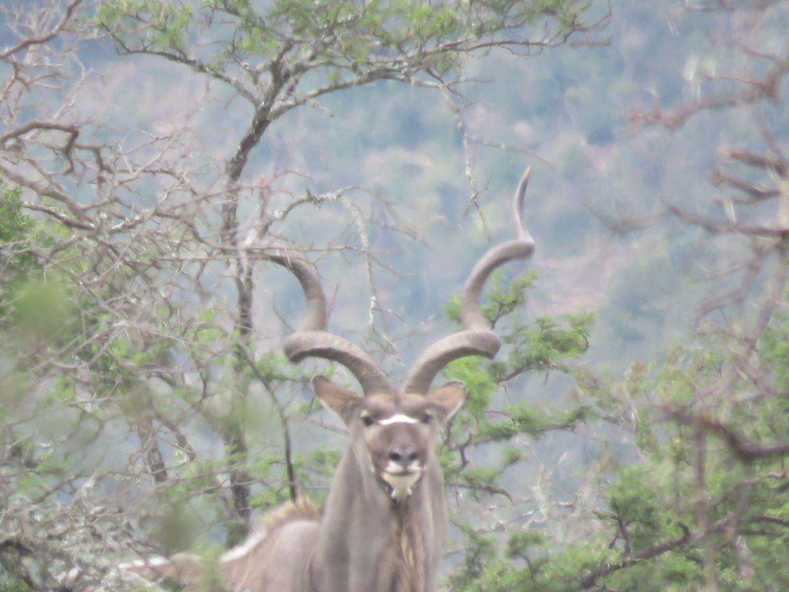 A1 DECOY LTD cull packages with Rance Safaris on Kei River Reserve, featuring images of game animals and safari scenery.