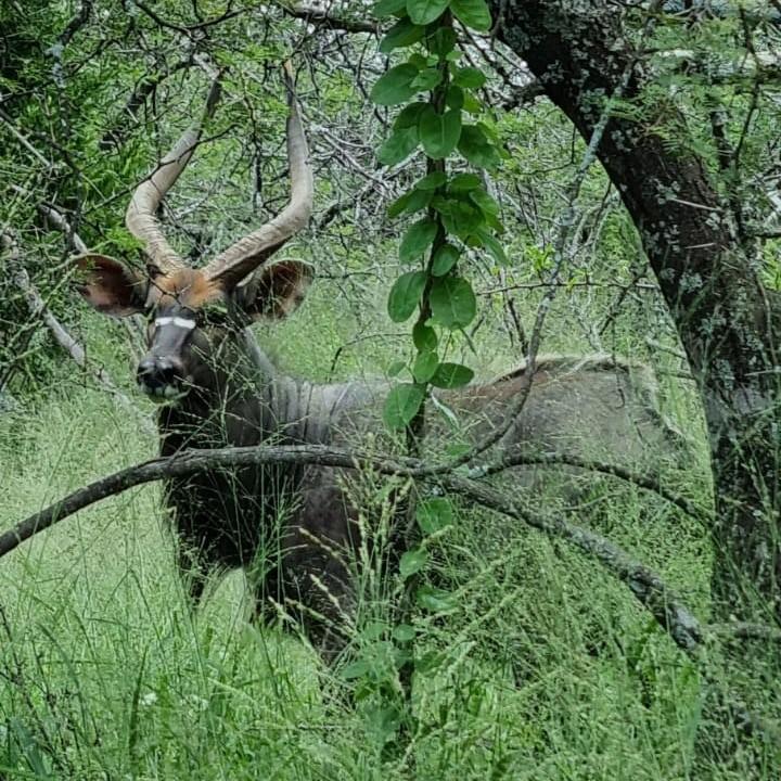 A1 DECOY LTD Africa Cull Hunt South Africa port Elizabeth wildlife hunting decoy in natural outdoor setting