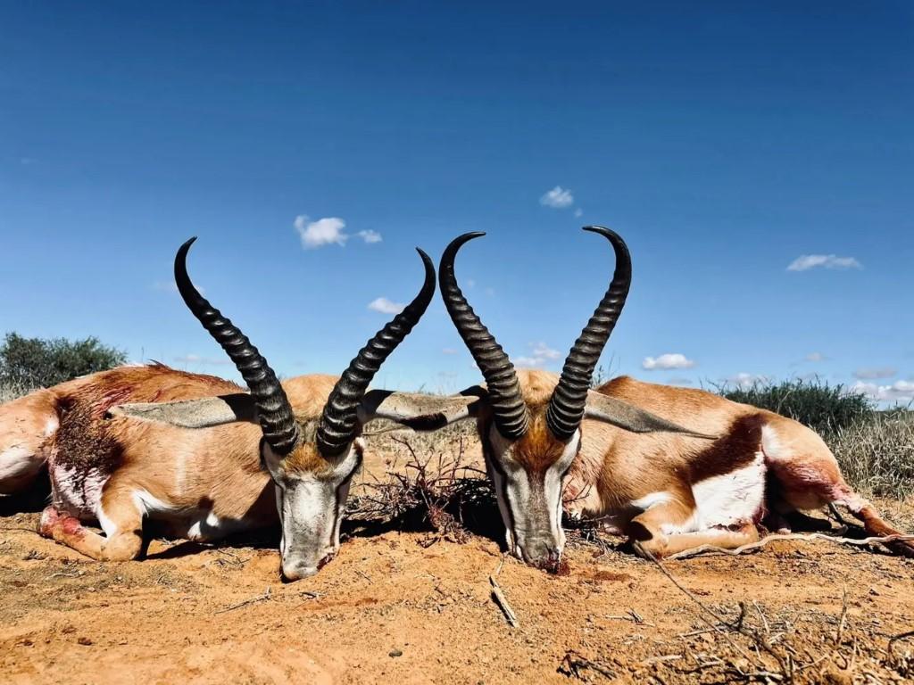 A1 DECOY LTD Africa Cull Hunt South Africa Port Elizabeth wildlife hunting decoy set on natural terrain