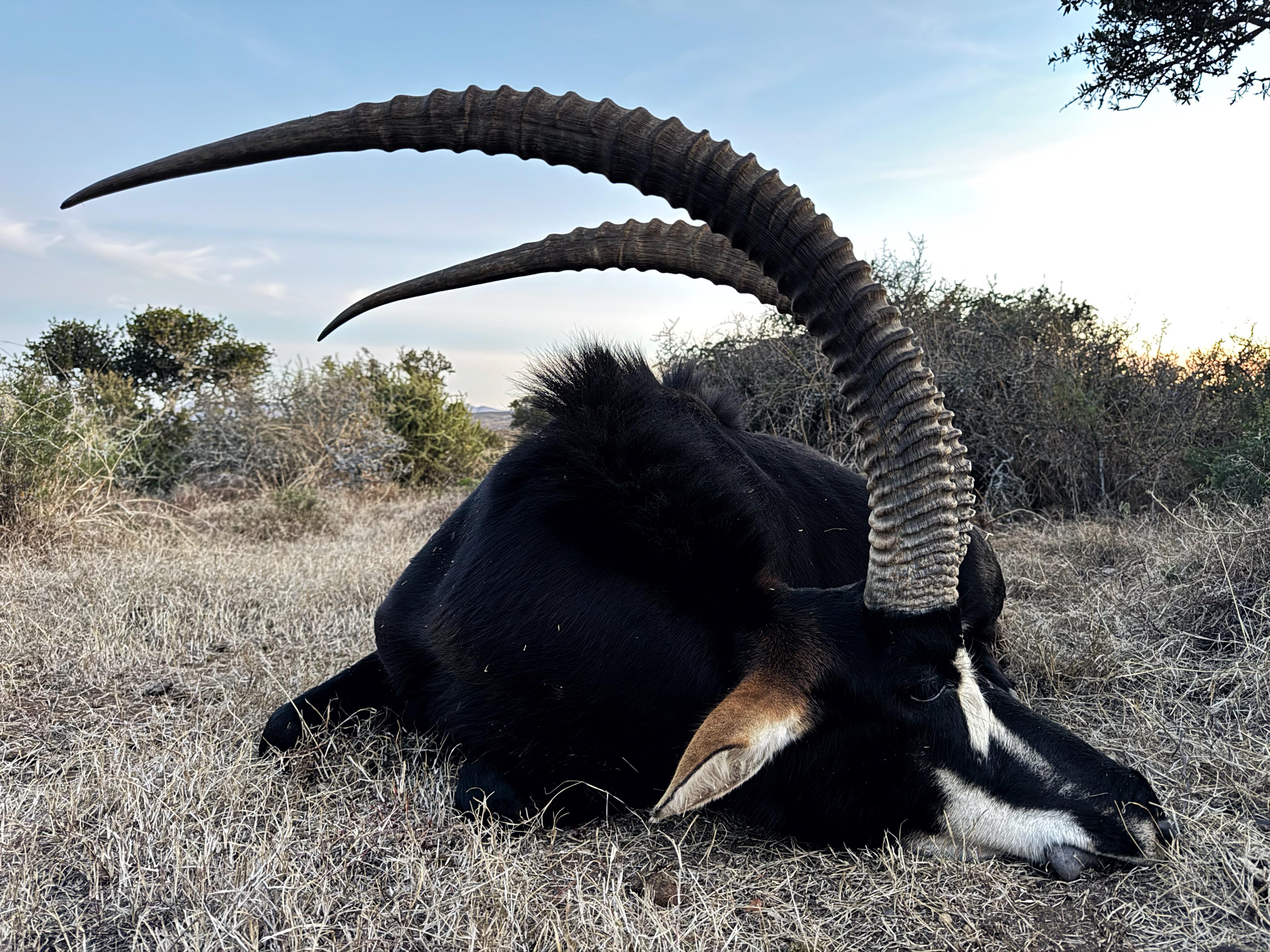 A1 DECOY LTD Africa Cull Hunt South Africa Port Elizabeth wildlife hunting scene with animals in natural habitat