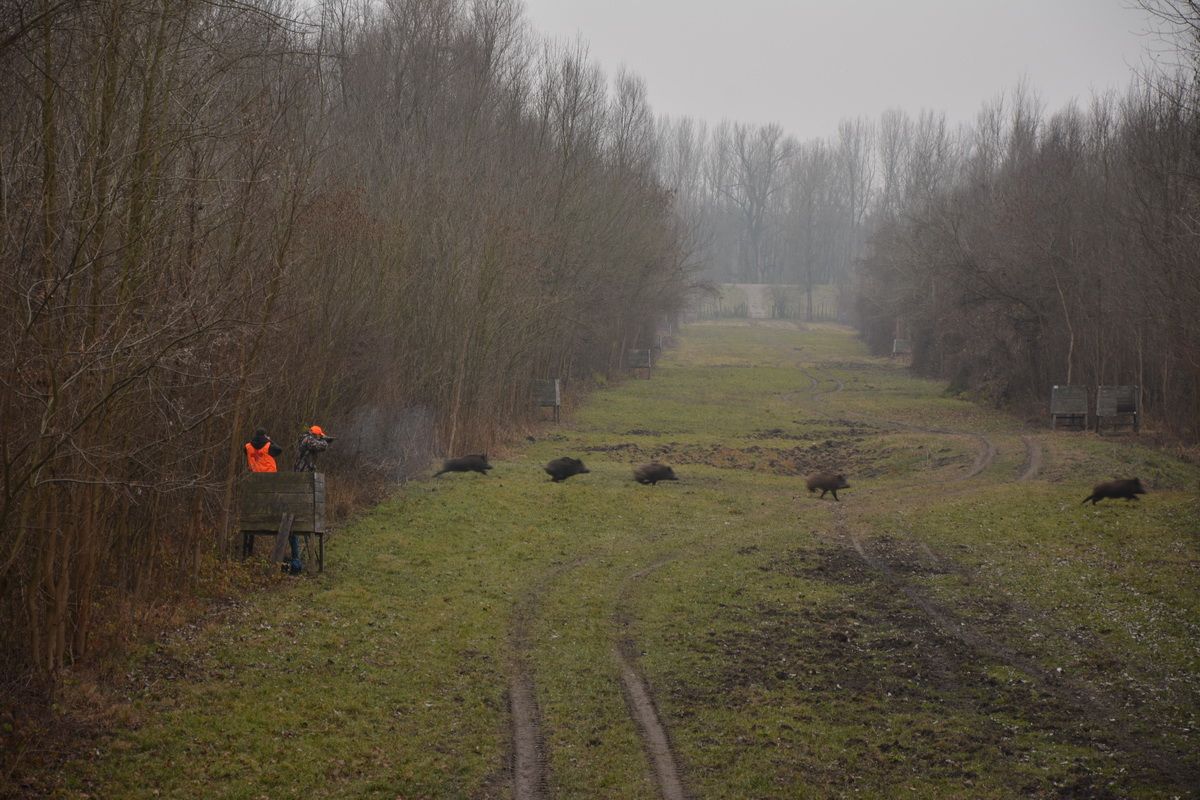 A1 DecoY LTD Driven Wild Boar Serbia Trips sign with outdoor forest background for 2026 season.