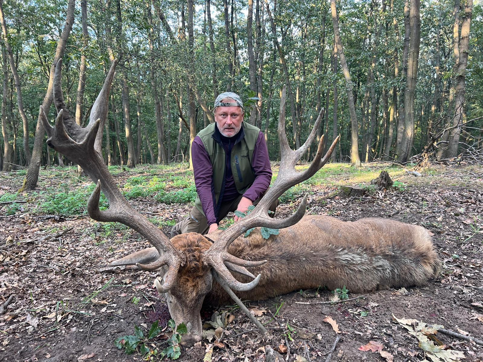 Red stag from A1 Deco Ltd Hungary hunting trip in September/October, showcasing a majestic red stag in natural outdoor setting.