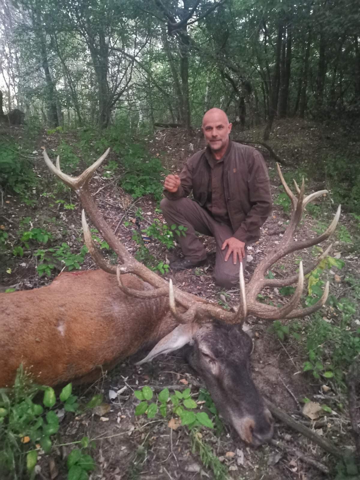 A red stag from the Hungary hunting trip, featuring a large antlered deer in a natural outdoor setting, by A1 Deco Ltd.